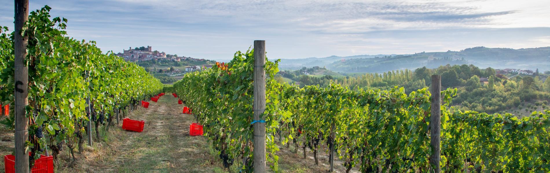 i filari dei vigneti bruna grimaldi pronti per la vendemmia
